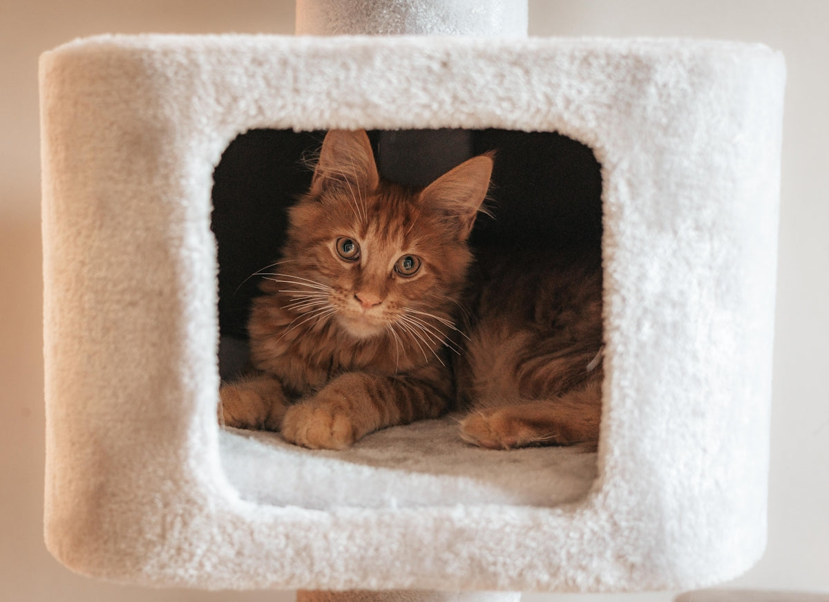 A fluffy orange kitten rests in a white cubby.