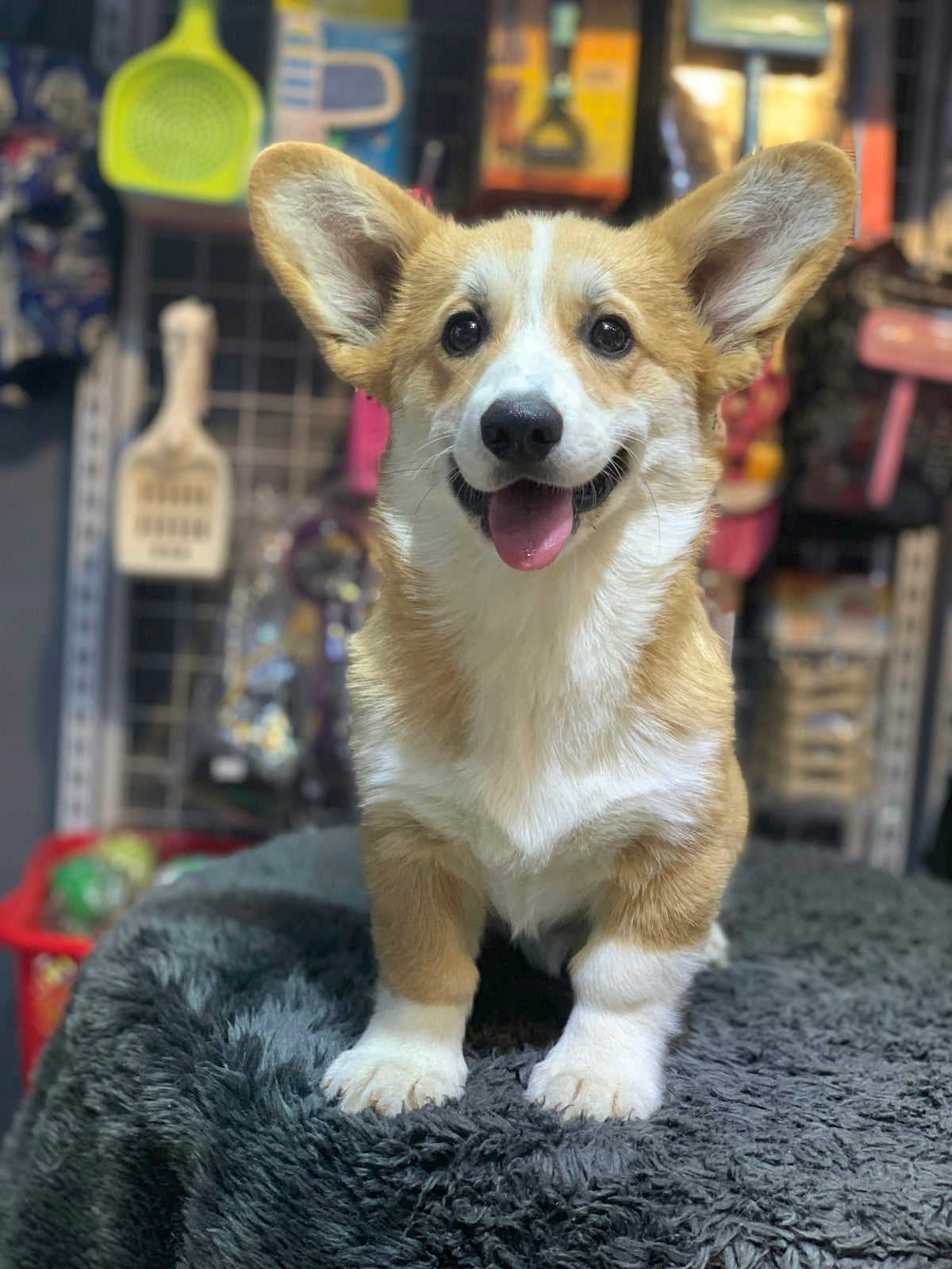 A happy corgi puppy sitting on a fuzzy surface.