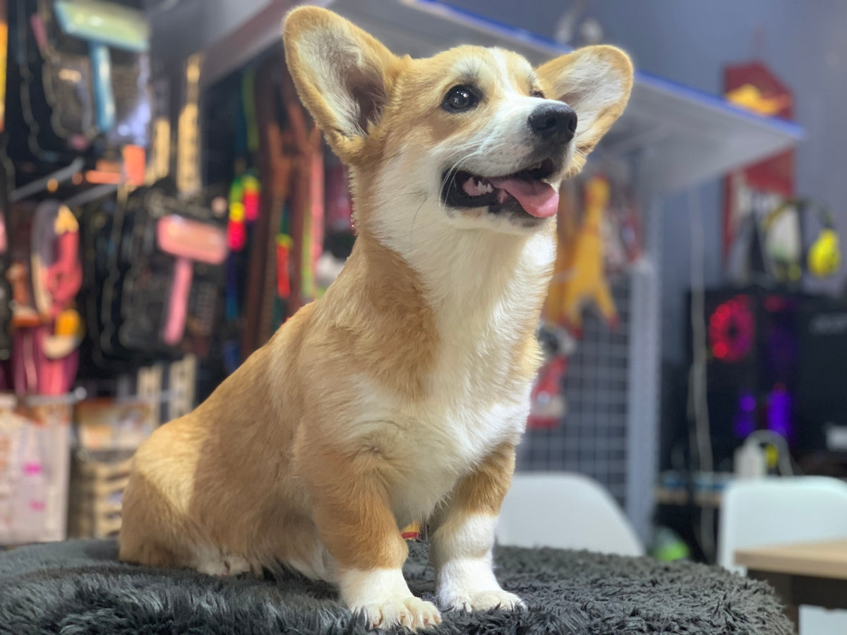 A happy corgi dog sits looking to the side.