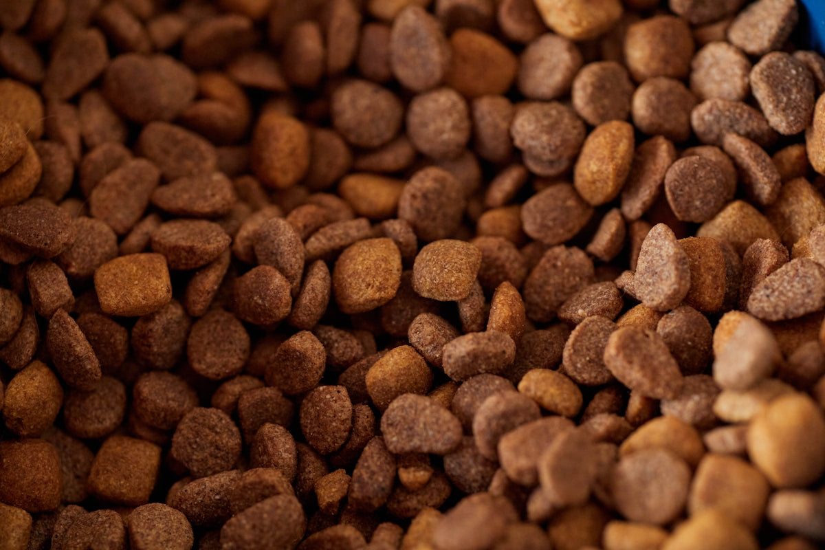 Close-up of dry pet food kibble