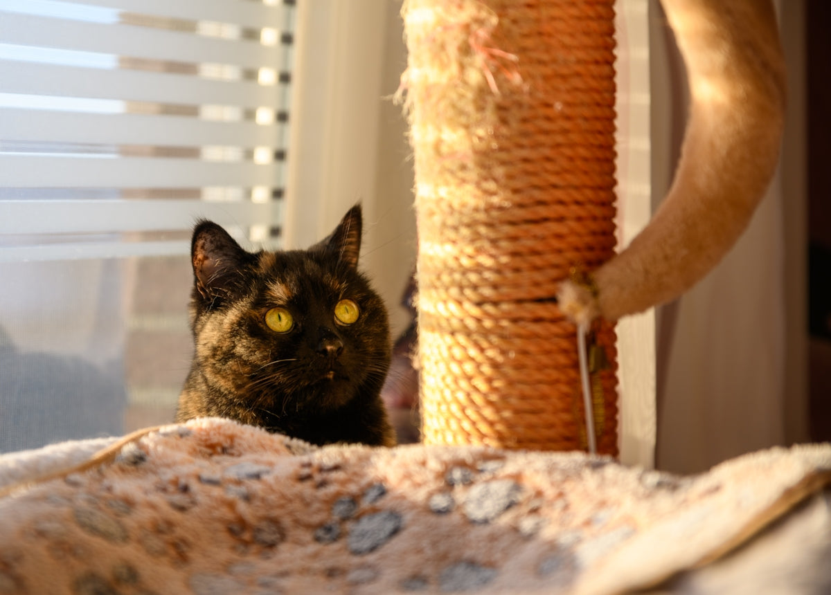 A tortoiseshell cat peeking over a blanket.