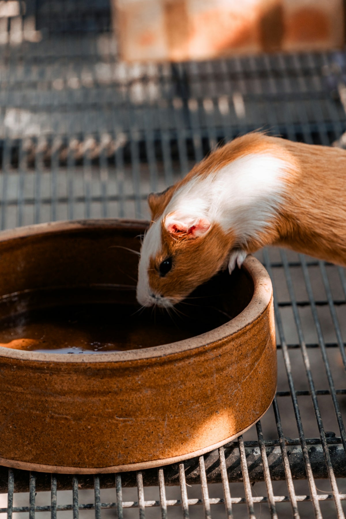 A guinea pig drinks from a brown ceramic bowl.