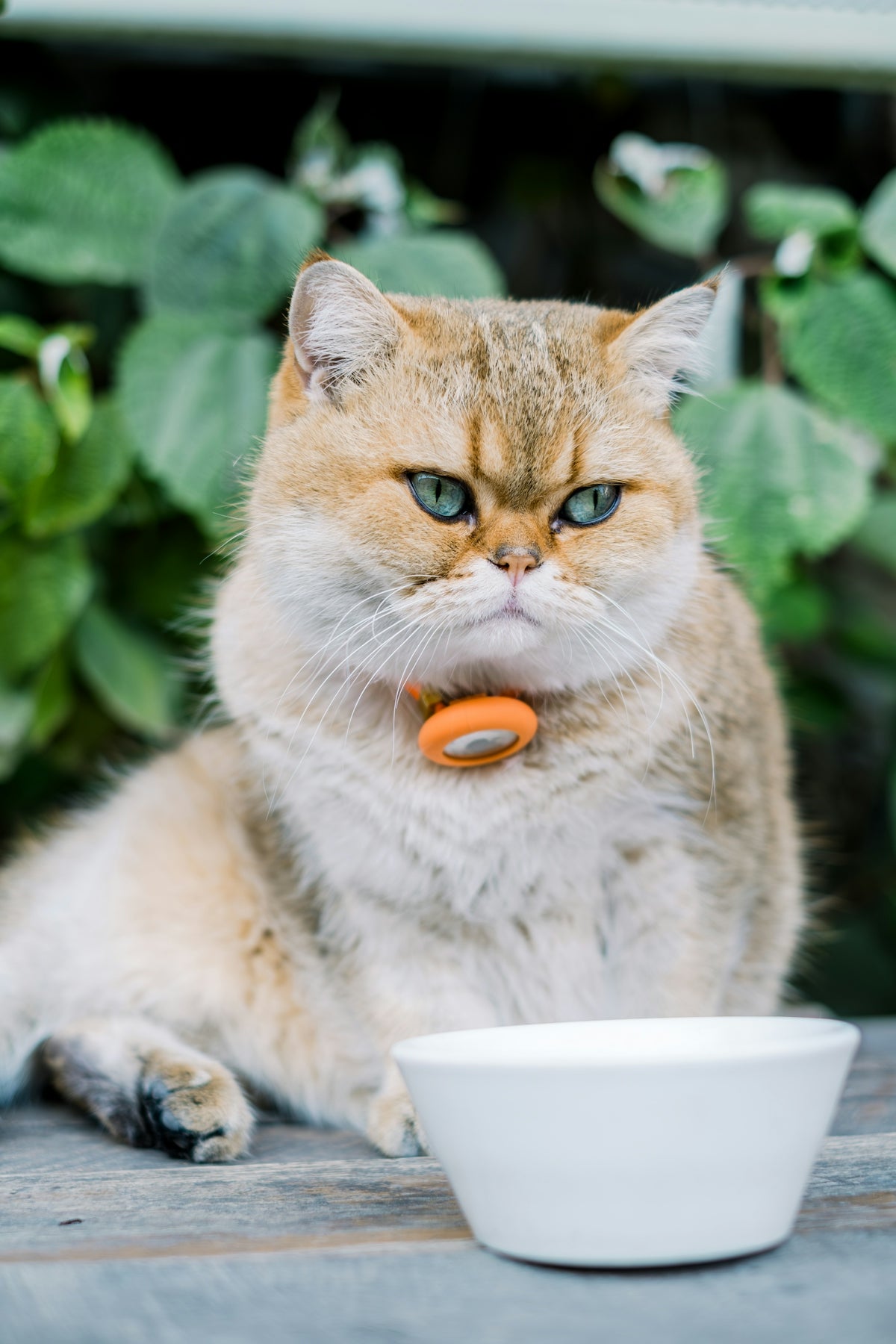 A fluffy cat with green eyes sits by a bowl.