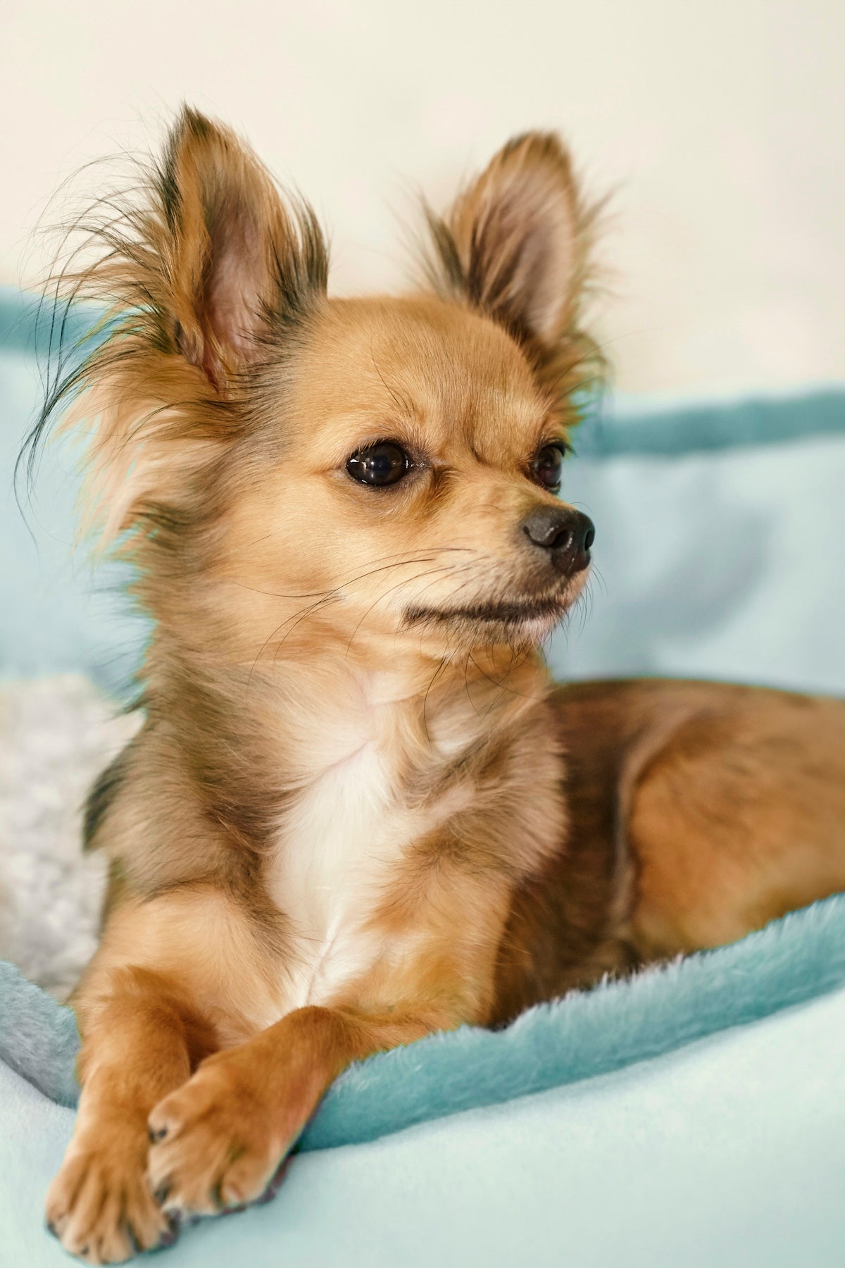A small, long-haired chihuahua rests on a blue bed.