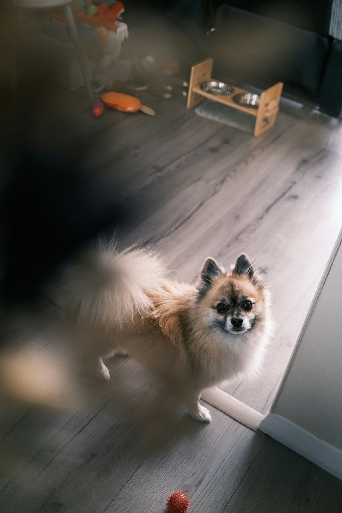 A fluffy pomeranian dog stands on a wooden floor.