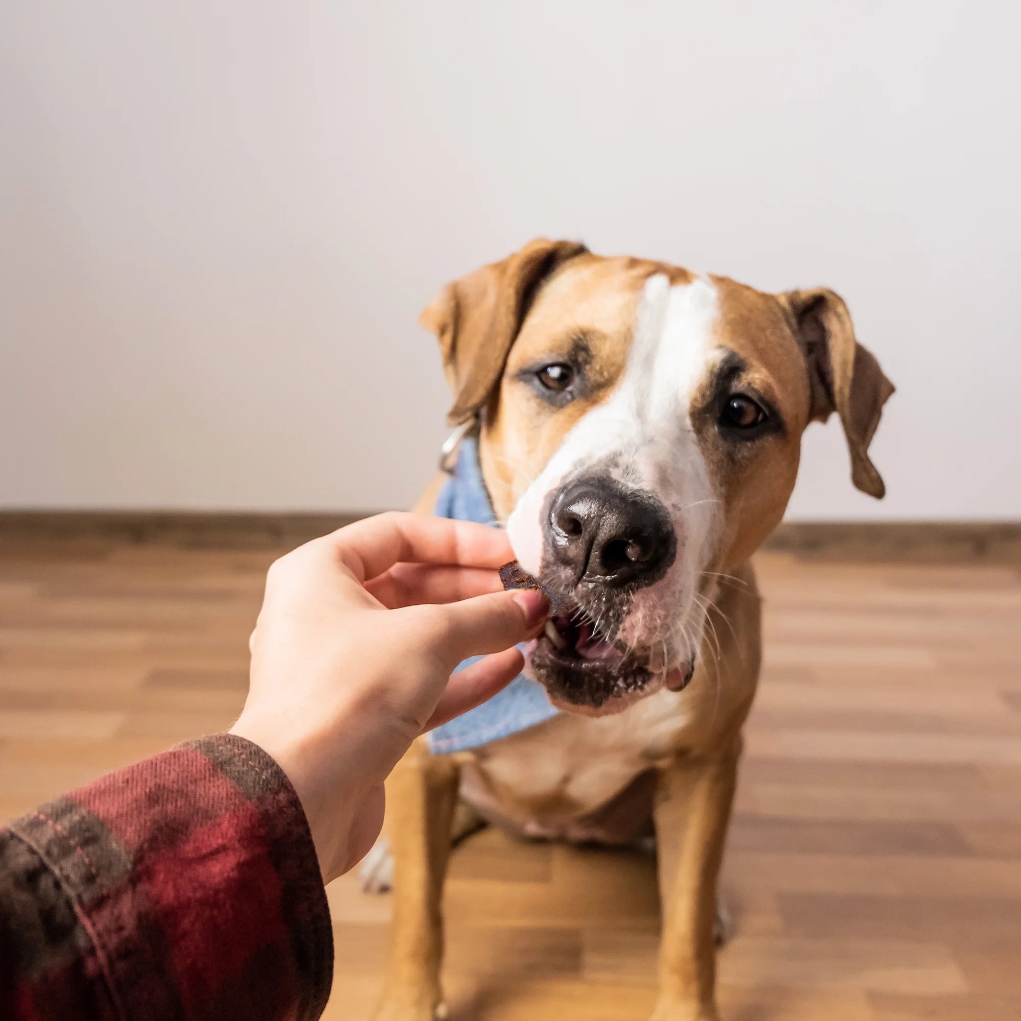Lil' Zesties™ Calming Squares™ Chewables for Dogs