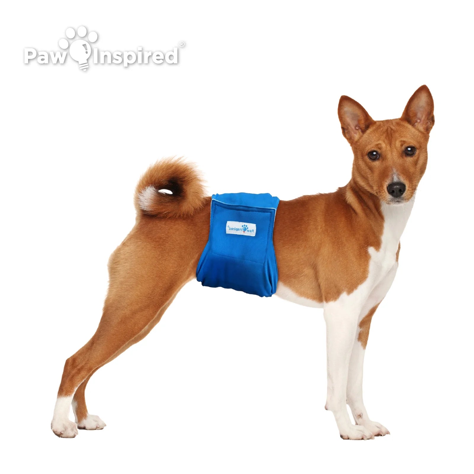 Reusable Male Dog Diapers, Washable Belly Bands for Male Dogs, Dog Wraps for Incontinence (Medium (3Ct), Assorted (Black Lining))