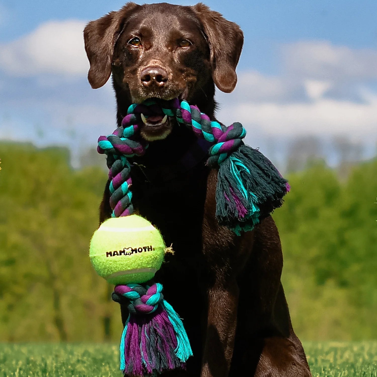 Mammoth Flossy Chews Cottonblend 3 Knot Tug with Big 6" Tennis Ball Rope Dog Toy, Extra-Large, 36", Assorted Colors