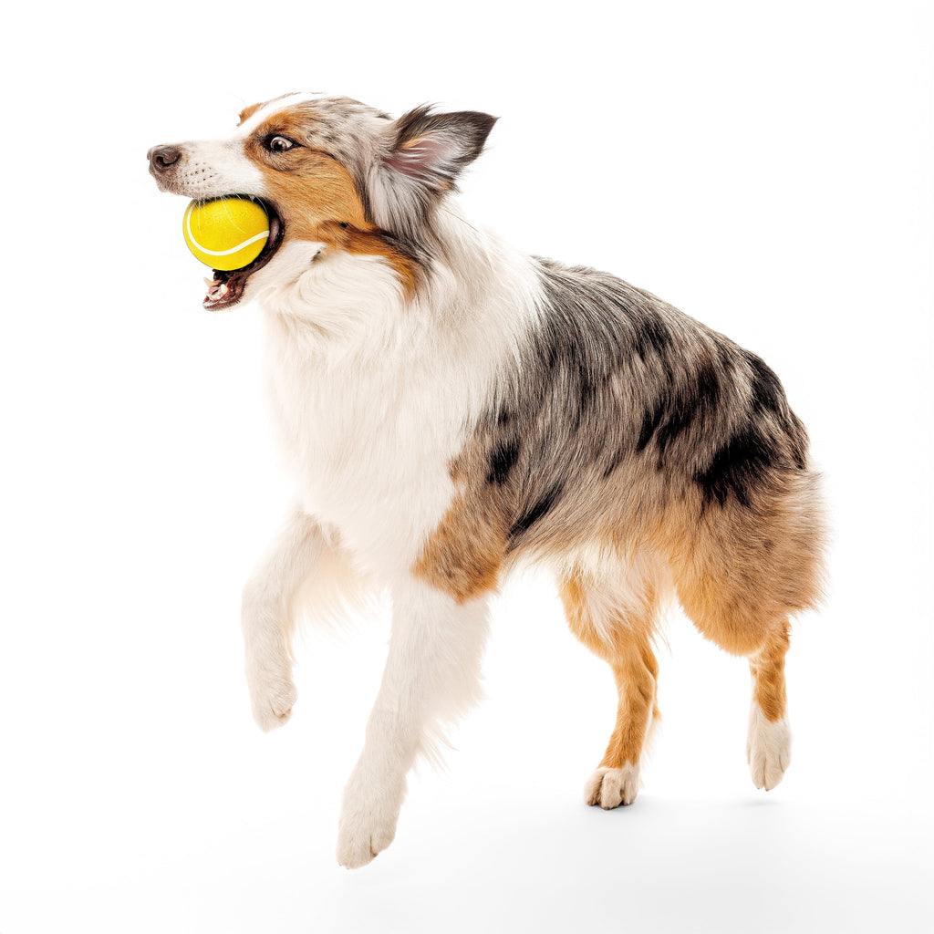 Dog Toys | Squeaky Chew Ball, Chicken Scented Toy - Jumbo